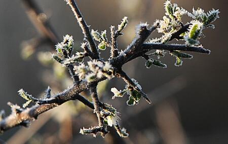 45c75eabafaf0add50c0-pozeba-zima-zmrzal